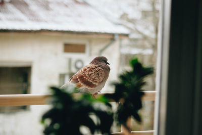 Close-up of a bird perching on a window