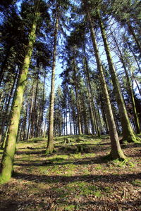 Low angle view of bamboo trees in forest