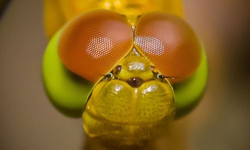 Close-up of dragonfly