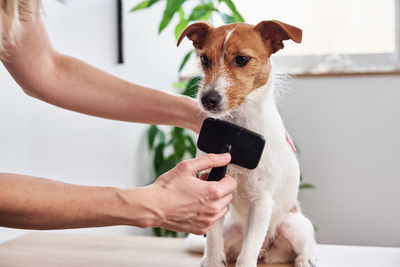 Woman brushing dog. owner combing her jack russell terrier. pet care