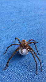 Close-up of spider