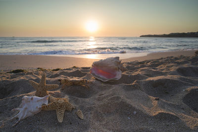 Starfish and seashells at beach against sky during sunset