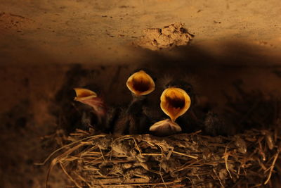 Close-up of mushroom growing on field