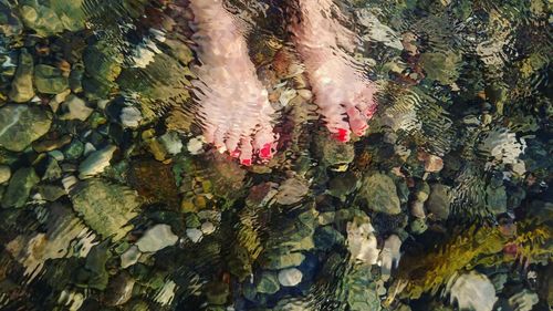 Low section of woman in water