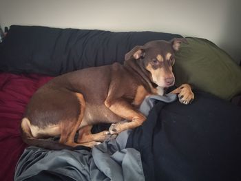 Dog sitting on sofa