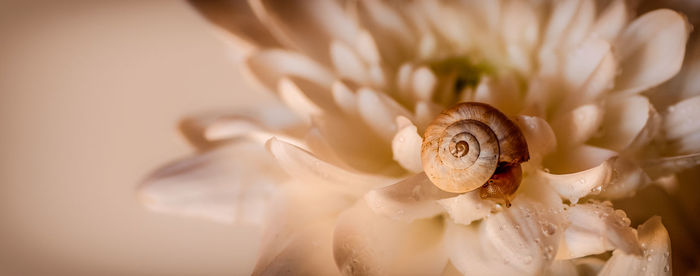 Close-up of fresh rose flower