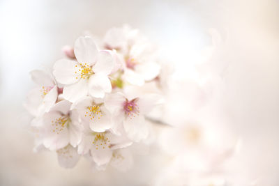 Close-up of white cherry blossom flowers