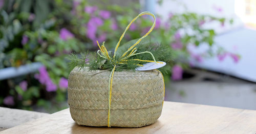 Close-up of potted plant on table