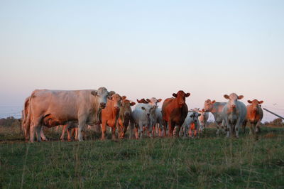 Cows standing on grassy field against clear sky during sunset