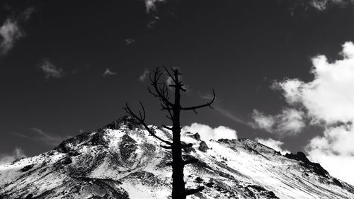 Bare tree by snowcapped mountain against sky