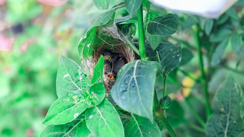 Close-up of insect on leaf