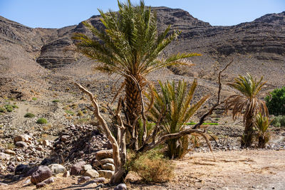 desert