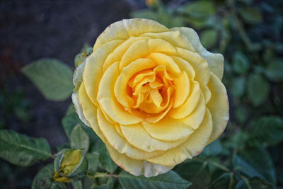 Close-up of yellow rose blooming outdoors