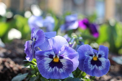 Close-up of purple flowering plants