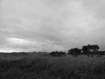 Plants on field against cloudy sky