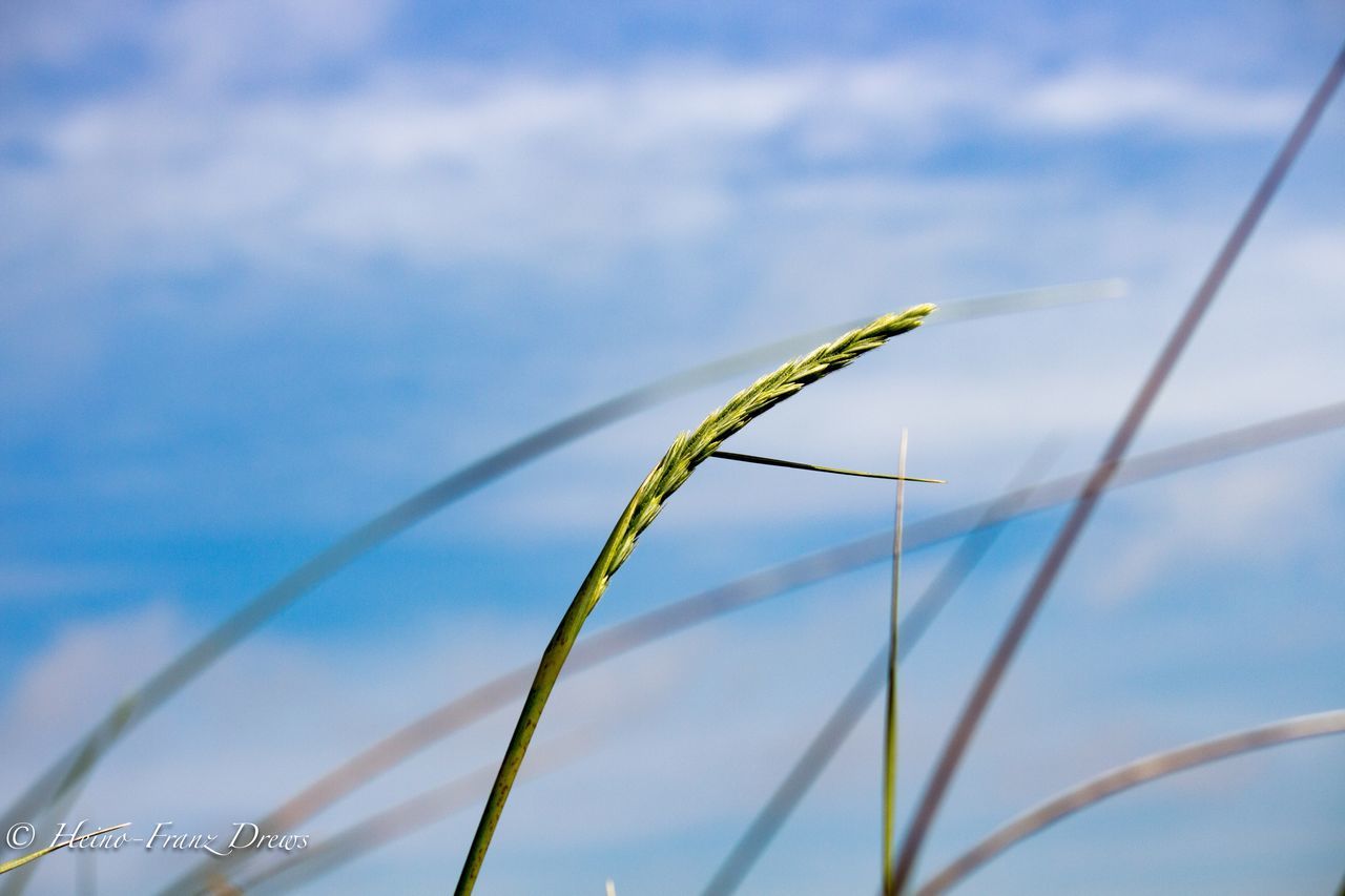 nature, day, focus on foreground, no people, outdoors, plant, close-up, growth, beauty in nature, sky, water