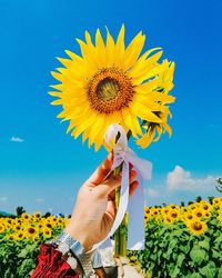 Close-up of hand holding yellow flower against blue sky