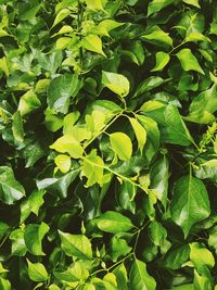 Full frame shot of green leaves