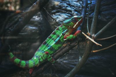 Close-up of lizard on branch