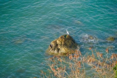 High angle view of fish swimming in sea