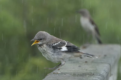 Close-up of a bird