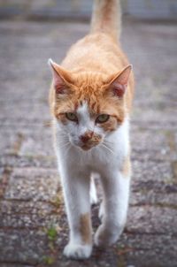 Portrait of cat on footpath