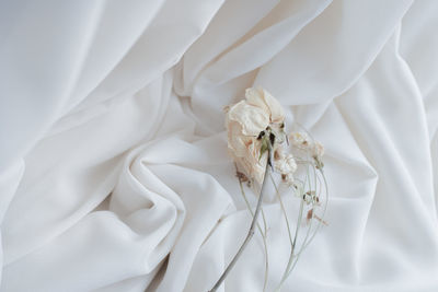 Close-up of white rose on bed