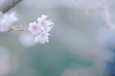 Close-up of white flower tree