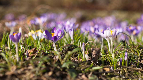 Close-up of purple crocus flowers growing in field