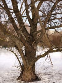 Low angle view of bare tree against water