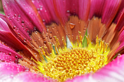 Close-up of purple flowering plant