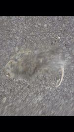 Close-up of turtle in water