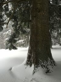 Scenic view of snow covered trees