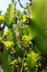 Close-up of fruits on tree