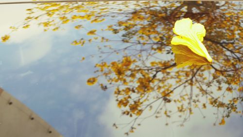 Close-up of yellow flowers on tree during autumn