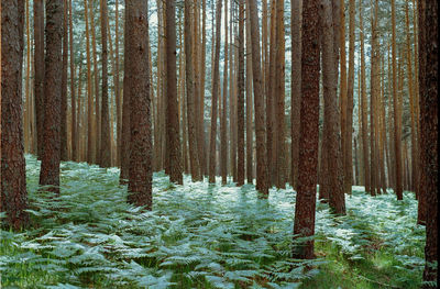 Pine trees in forest