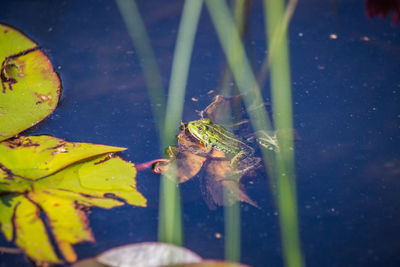 A beautiful common green water frog enjoying sunbathing in a natural habitat at the forest pond. 