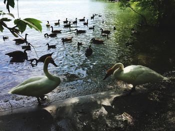 Flock of ducks in lake
