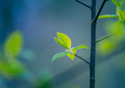 Fresh, green leaves of a bird cherry tree during spring.