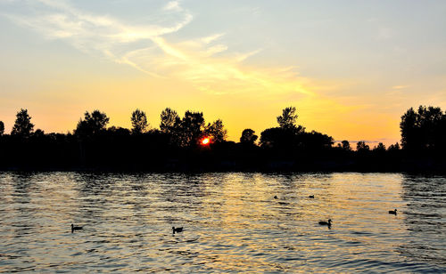 Silhouette swans swimming in lake against sky during sunset