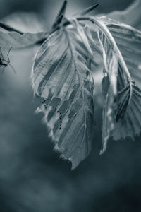 black and white