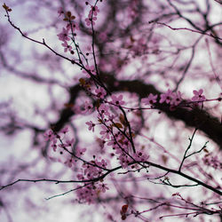Low angle view of pink flowers on branch