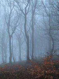 Trees in forest during winter