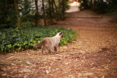 Portrait of a dog on footpath