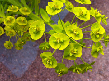 Close up of yellow flowers