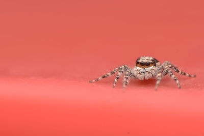 Close-up of spider against red background