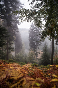 Trees in forest during sunset