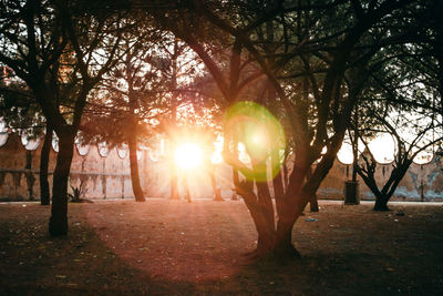 Sunlight streaming through trees in park