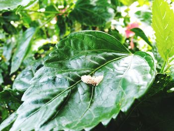 High angle view of insect on leaf