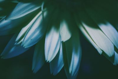 Close-up of flower blooming outdoors